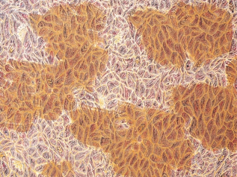 ��17ȸ �Ŷ�̼����� ��